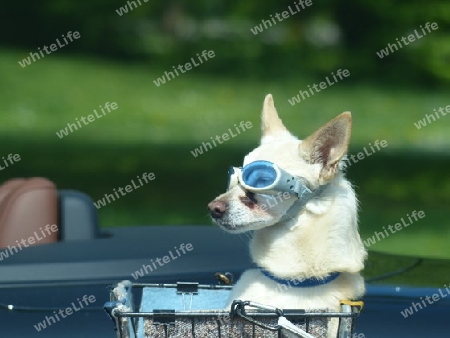 Hund mit Brille