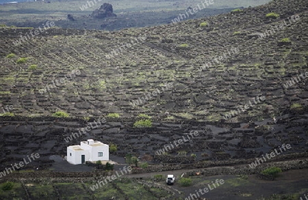 The wine agraculture in the volcanic Hills on the Island of Lanzarote on the Canary Islands of Spain in the Atlantic Ocean.
