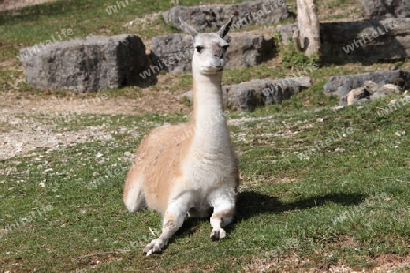 Lama