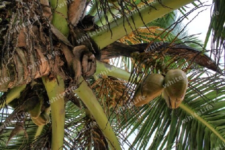 Beautiful palm trees at the beach on the tropical paradise islands Seychelles