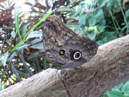 Schmetterling