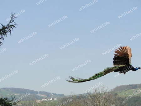 Fliegender Pfau