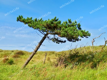 Schwarzkiefer im Wind