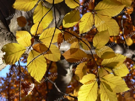 gelb leuchtende Herbstbl?tter