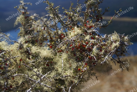 Alpenpflanze mit roten Beeren