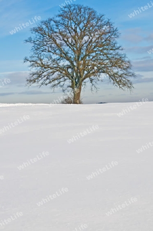 winterliche Szene mit einsamem Baum