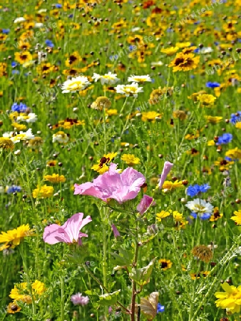 bunte Blumenwiese