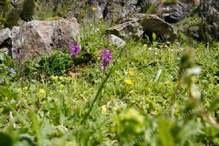 Orchideen in Bergwiese