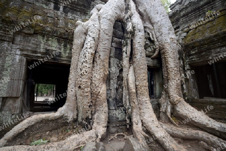 The Temple of  Ta Prohm in the Temple City of Angkor near the City of Siem Riep in the west of Cambodia.