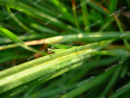 Gras mit Morgentau