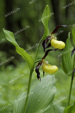 Frauenschuh, Cypripedium calceolus