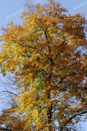 Baum im Herbst