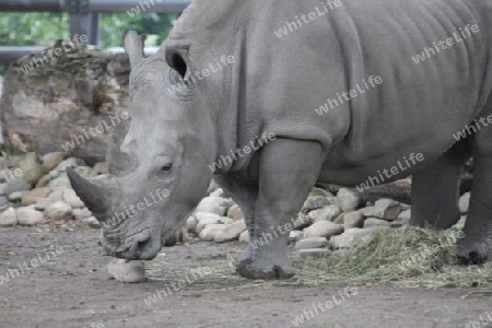 Nashorn - Rhinocerotidae