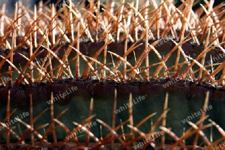 The Cactus Garden in the village of Guatiza on the Island of Lanzarote on the Canary Islands of Spain in the Atlantic Ocean. on the Island of Lanzarote on the Canary Islands of Spain in the Atlantic Ocean.
