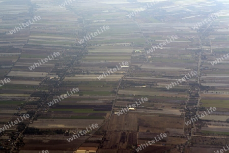 Die Landwirtschaft am rande der Stadt Bangkok in Thailand in Suedostasien.