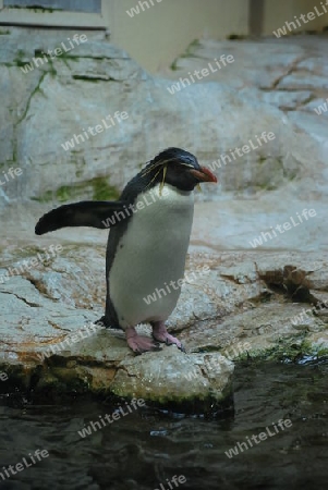 Pinguin