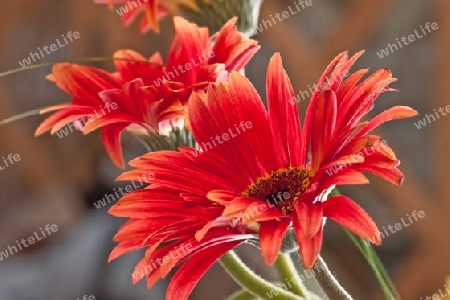 Rote Gerbera