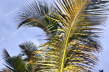 Beautiful palm trees at the beach on the tropical paradise islands Seychelles