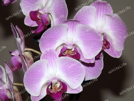 Orchideen, Pflanzen, Pflanze