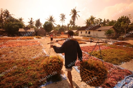 ASIEN, INDONESIEN, BALI, INSEL, NUSA LEMBONGAN, STRAND, LANDSCHAFT, JUNGUTBATU, SEEGRAS, PLANTAGE, EXPORT, ERNTE, MEER     (URS FLUEELER)