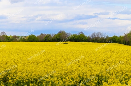 Yellow field of flowering rape and tree against a blue sky with clouds, natural landscape background with copy space, Germany Europe.