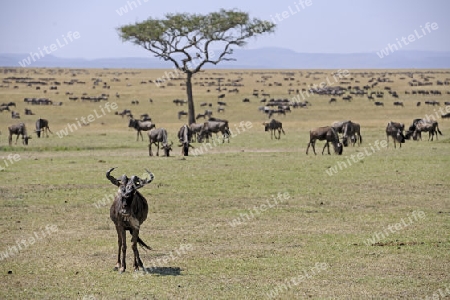 Herde Wei?bartgnus, Gnu, Gnus (Connochaetes taurinus) auf der Wanderung, great Migration,  durch die Masai Mara, Kenia, Afrika