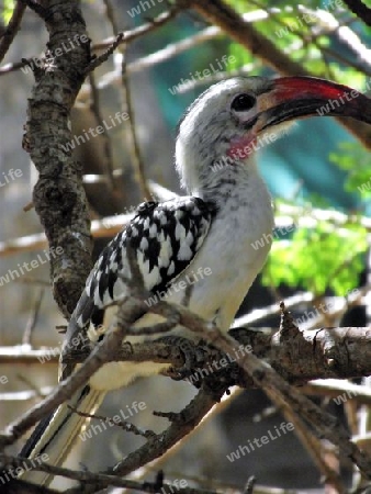 Rotschnabeltoko, Vogel, in, Tsavo, West, Kenya, Kenia, Afrika, Exoten, Exot