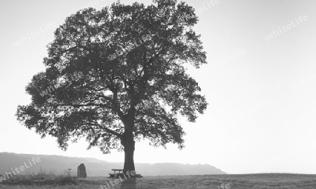 Baum schwarz/weiss