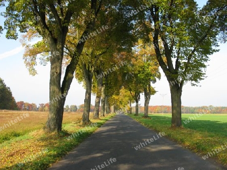 Lindenallee im Herbst