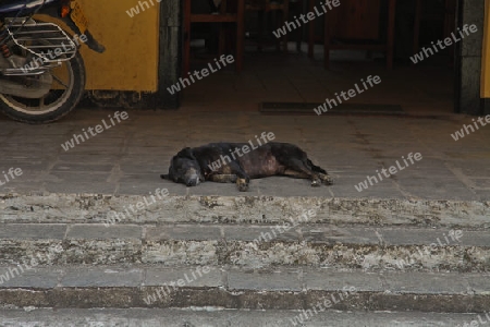 Streuner in der Altstadt von Galle - Sri Lanka