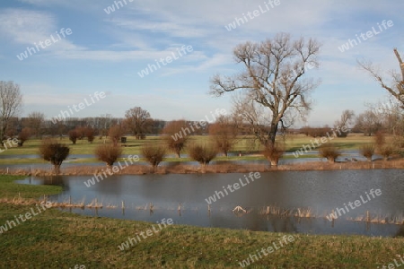 Hochwasser am Rhein