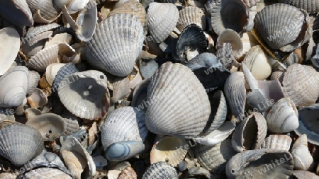 Muscheln