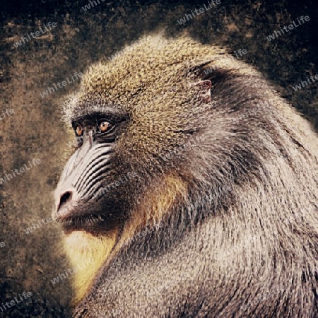 Mandrill