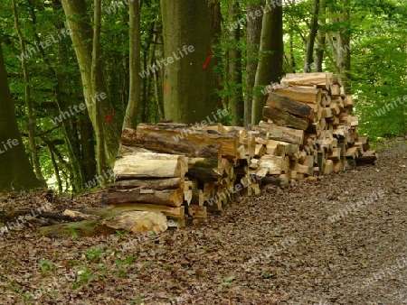 Holz spalten im Wald P1260855