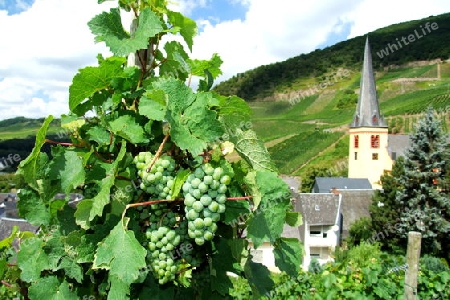 Rebstock in Senheim