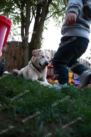 Kind mit Hund im Garten