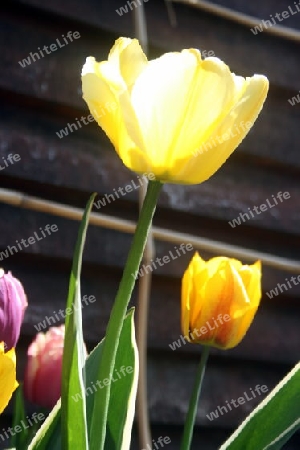 Tulpen