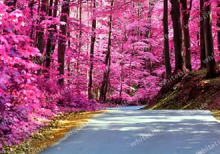 Beautiful pink and purple infrared panorama of a countryside landscape with a blue sky.