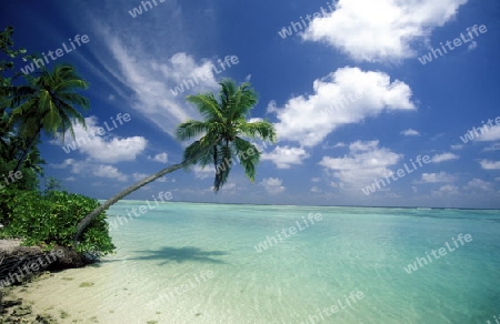 
Der Traumstrand mit Palmen und weissem Sand an der Insel Velavaru im Southmale Atoll auf den Inseln der Malediven im Indischen Ozean.   