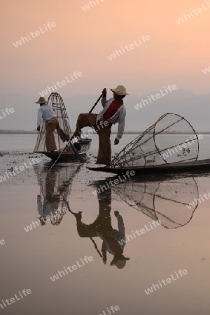 Fishermen at sunrise in the Landscape on the Inle Lake in the Shan State in the east of Myanmar in Southeastasia.