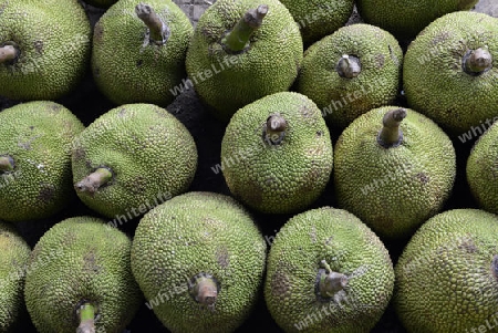 Jackfruit Fruechte auf dem Day Markt in der Hauptstadt Phuket Town auf der Insel Phuket im sueden von Thailand in Suedostasien.