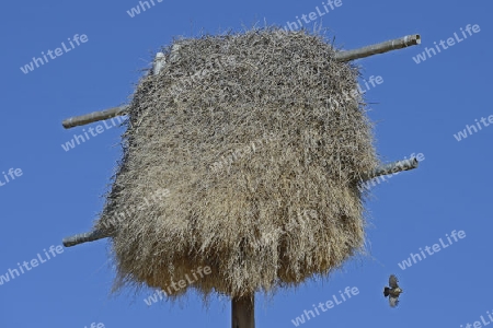 Nest des Siedelweber (Philetairus socius) an einem ehemaligen Strommast, Keetmanshoop, Namibia Afrika