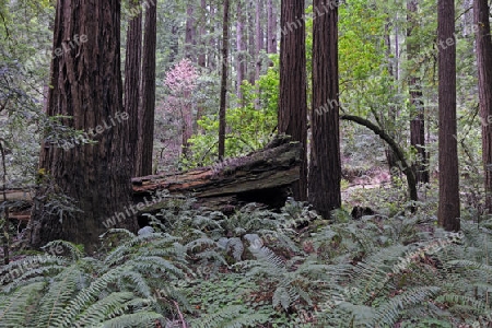 Vegetation und Kustenmammutbaeume, Redwoods,  Sequoia sempervirens, Muir Woods Nationalpark, Kalifornien, USA