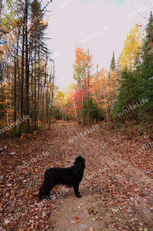 Logging Road With Dog