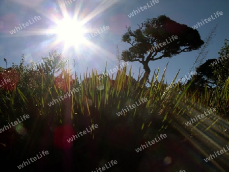 Sonne mit Baum