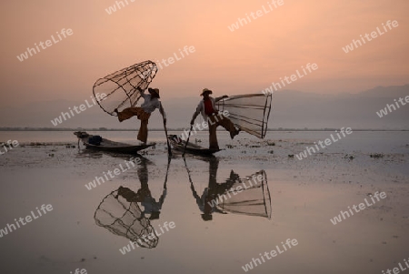 Fishermen at sunrise in the Landscape on the Inle Lake in the Shan State in the east of Myanmar in Southeastasia.