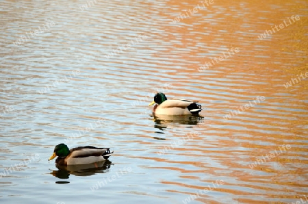 Ente im Wasser