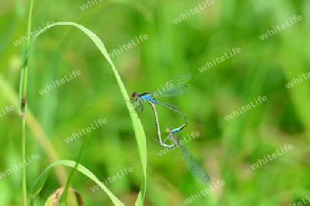 Kleines Granatauge (Erythromma viridulum)