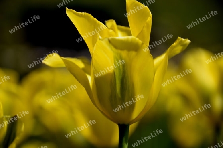 gelbe Tulpe