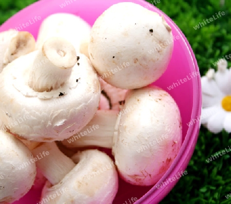 Frische Champignons